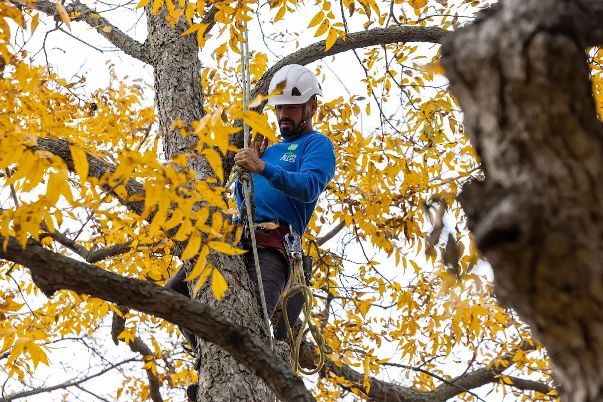 Skilled Tree Pruning crew working in Palm Beach Gardens